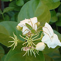 Green Lynx Spider