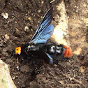 Giant Scoliid Wasp