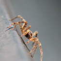 spider