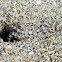 crab