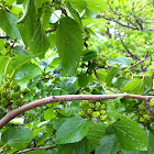 White Mulberry Tree and Fruit