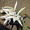 Sand Lily