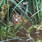 African Clawed Frog