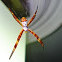 Silver face Signature Spider