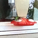 Humming Bird