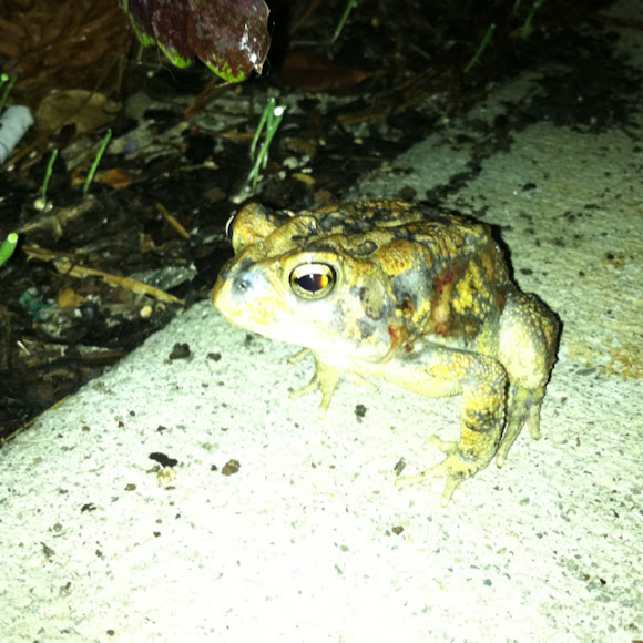 Spotting Image 1