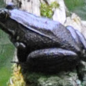 Green Frog (black)