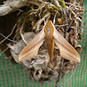 Tersa sphinx