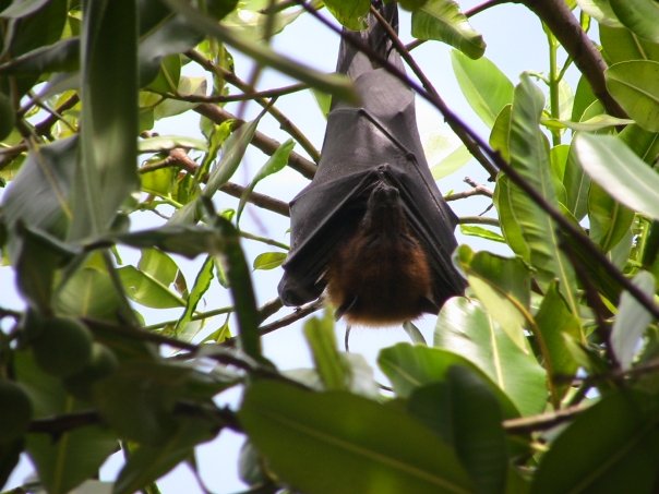 Zorro volador