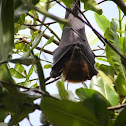 Zorro volador
