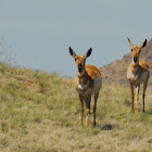Pronghorn Antelope