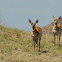 Pronghorn Antelope