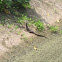 monitor lizard
