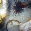 LionFish