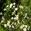 Daisy Fleabane