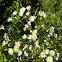 Daisy Fleabane
