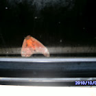 MOTH