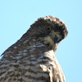 Plants, Animals, Birds and Reptiles of Northern New England