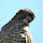 Plants, Animals, Birds and Reptiles of Northern New England