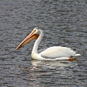 American White Pelican