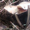 Leucoagaricus rubrotinctus