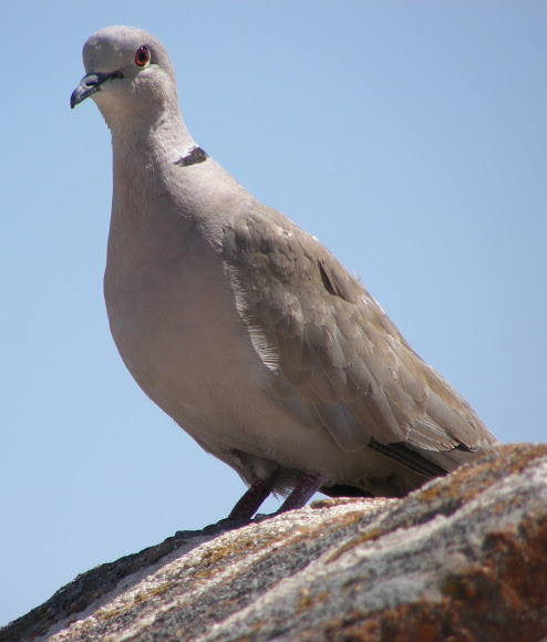 Spotting Image 1