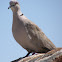 Eurasian Collared Dove