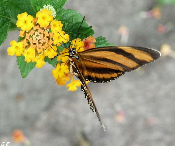 Spotting Image 1