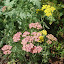 Yarrow: Burgandy, Pink, White
