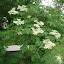 Elderberry Bush