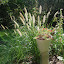 Fountain Grass