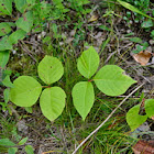 Poison Ivy