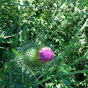 Spear Thistle