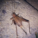 Cricket