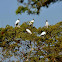 Wood Stork