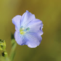Western Blue Flax