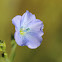 Western Blue Flax