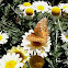 Susanna Mitchell Marguerite Daisy