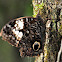 Owl Butterfly