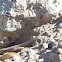 Plateau Side-Blotched Lizard