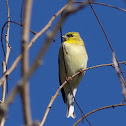 American Goldfinch