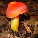 Mushroom