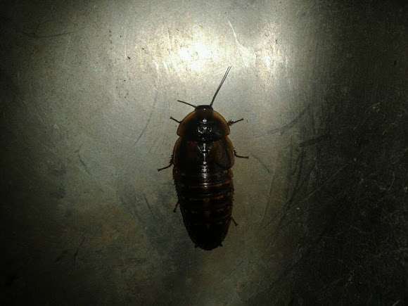 Spotting Image 1