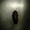 Cockroach