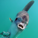 Ocean Sunfish