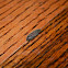 Click beetle