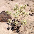 slickspot peppergrass