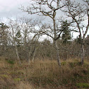 Garry Oaks