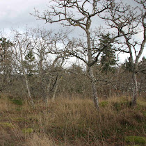 UVic Biodiversity