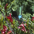 Common Peacock